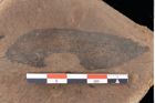 Foto (Detailansicht) von Sphaeria palaeosapindi Ettingshausen (NHMW-GEO-2024-0188-0041)